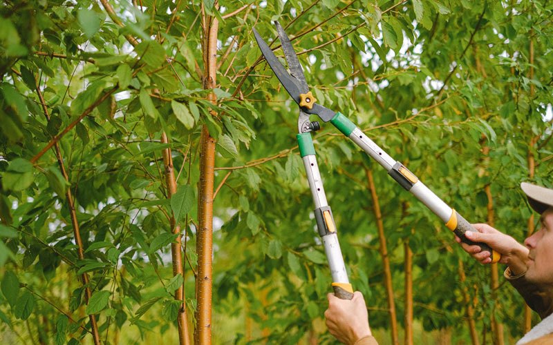 Tree trimming in Ira, IA